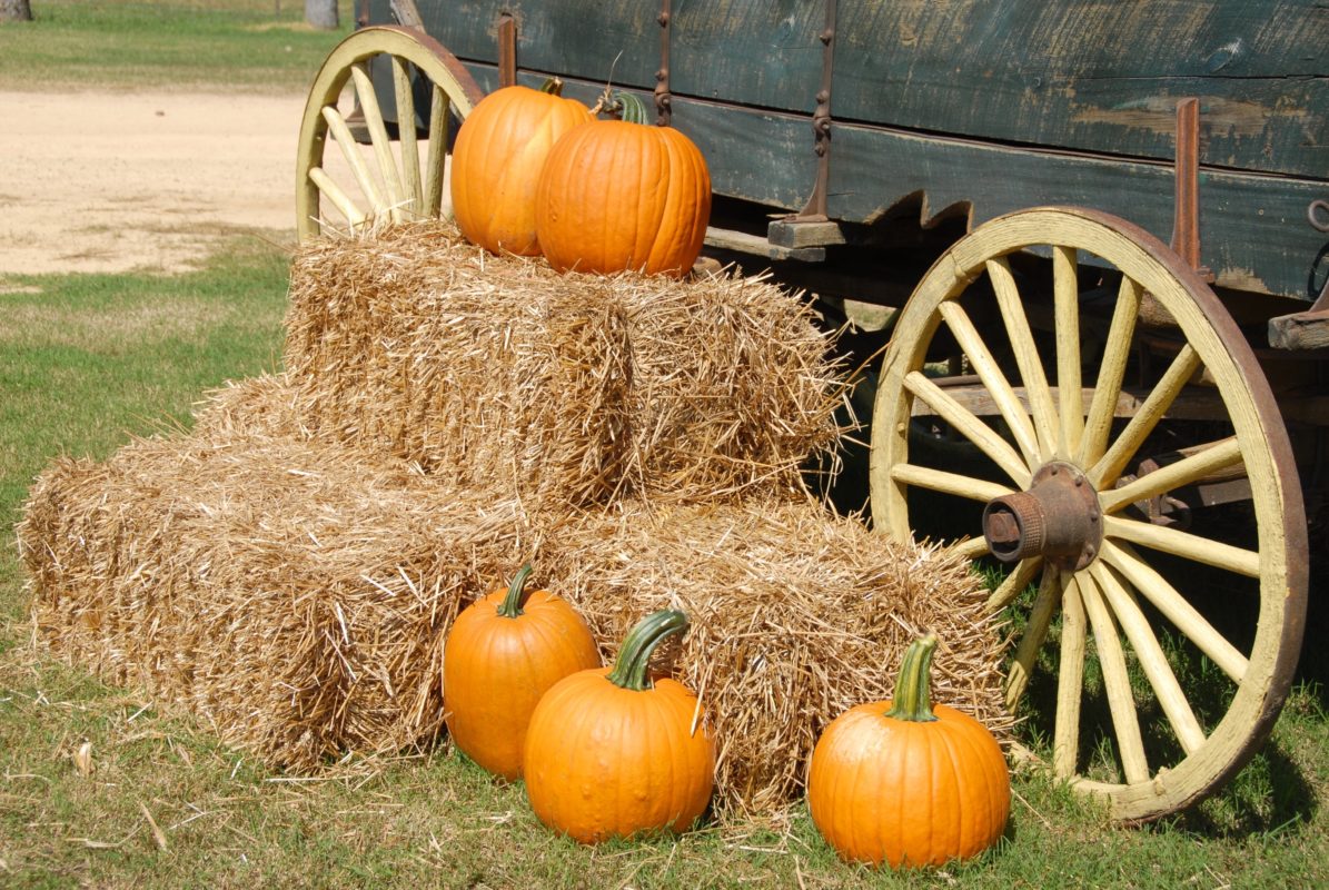 glacier pumpkin patch